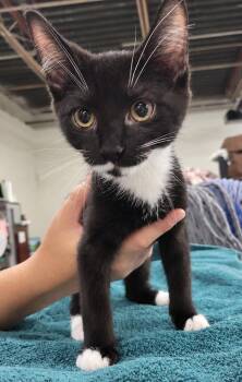 Kitten PowerPoint -  Domestic Short Hair Cat for Adoption in Cuyahoga Falls, Ohio - Kitten PowerPoint | PetCurious