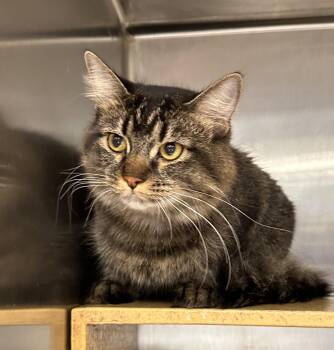 Mitzi -  Domestic Medium Hair Cat for Adoption in Wheaton, Illinois - Mitzi | PetCurious