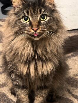 Ethel -  Domestic Long Hair Cat for Adoption in Ben Avon, Pennsylvania - Ethel | PetCurious