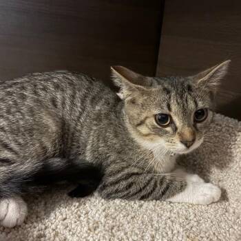 Opal -  Domestic Short Hair Cat for Adoption in Buffalo, New York - Opal | PetCurious