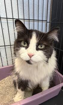 Olivia -  Domestic Medium Hair Cat for Adoption in Estes Park, Colorado - Olivia | PetCurious