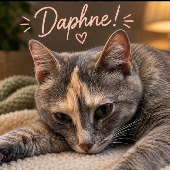 Daphne -  Domestic Short Hair Cat for Adoption in Milan, Illinois - Daphne | PetCurious