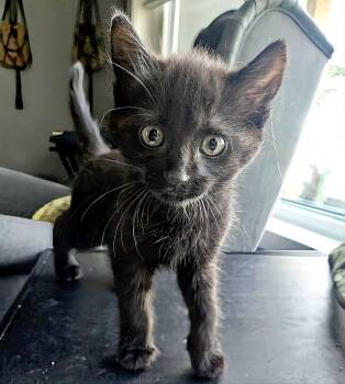 Juniper -  Domestic Short Hair Cat for Adoption in Winnipeg, Manitoba - Juniper | PetCurious