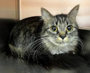 Shasta -  Domestic Medium Hair Cat for Adoption in Logan, Utah - Shasta | PetCurious