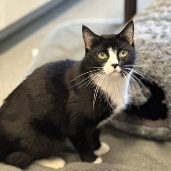 Goose -  Domestic Short Hair Cat for Adoption in Concord, New Hampshire - Goose | PetCurious