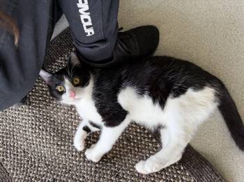 Domestic Short Hair Cats Available for Adoption in Toledo, Ohio - Aiden  | PetCurious