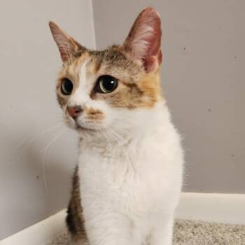 Domestic Short Hair Cats Available for Adoption - Prissy | PetCurious