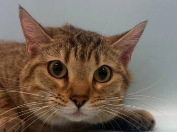 Nala -  Domestic Short Hair Cat for Adoption in Woodbury, Minnesota - Nala | PetCurious
