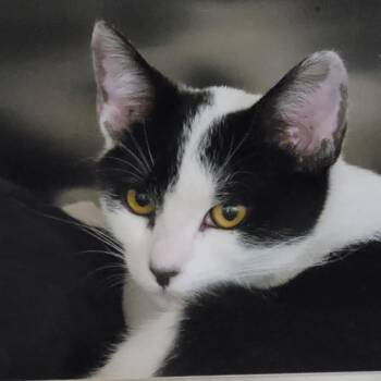 Domestic Short Hair Cats Available for Adoption in Las Vegas, Nevada - Sprout | PetCurious