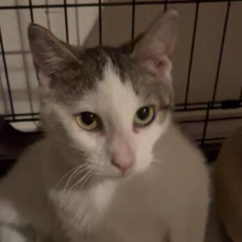 Dusk -  Domestic Short Hair Cat for Adoption in Bentonville, Arkansas - Dusk | PetCurious