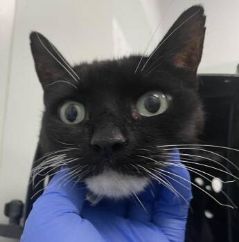 Dapper -  Domestic Short Hair Cat for Adoption - Dapper | PetCurious