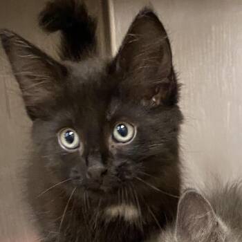 Moe -  Domestic Long Hair Cat for Adoption in Columbus, Georgia - Moe | PetCurious