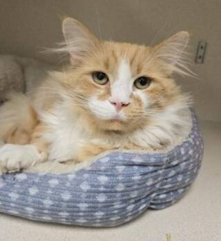 Stripes -  Domestic Long Hair and Domestic Short Hair Cat for Adoption in East Brookfield, Massachusetts - Stripes | PetCurious
