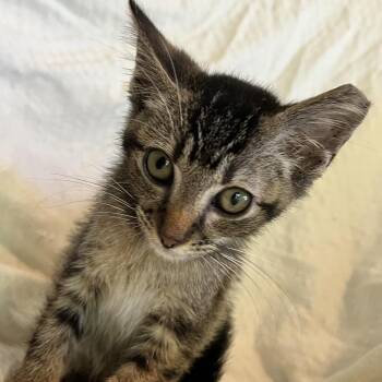 Scooter -  Domestic Short Hair Cat for Adoption in Volcano, Hawaii - Scooter | PetCurious