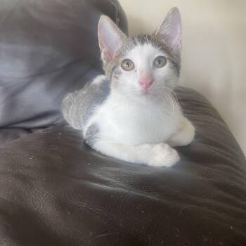 Captain Nuts -  Domestic Short Hair and Tabby Cat for Adoption - Captain Nuts | PetCurious