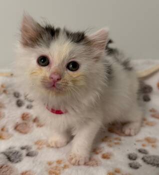 Domestic Medium Hair Cats Available for Adoption in Leonardtown, Maryland - Rachael 4 | PetCurious