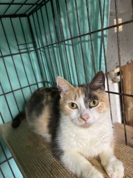 Crystal -  Domestic Short Hair Cat for Adoption in Camp Hill, Pennsylvania - Crystal | PetCurious