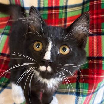 Latte -  Domestic Short Hair Cat for Adoption in Goleta, California - Latte | PetCurious