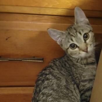 Rescue Domestic Short Hair Cats for Adoption in Cincinnati, Ohio - Tiger | PetCurious