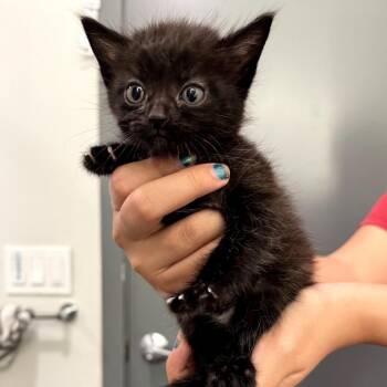 Domestic Short Hair Cats Available for Adoption in Long Beach, California - Tinky | PetCurious