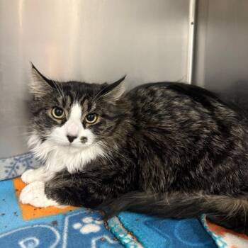 Domestic Long Hair Cats Available for Adoption - Wendell | PetCurious