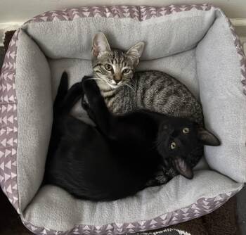 Rescue Domestic Short Hair Cats for Adoption in La Canada Flintridge, California - Tyler Joseph & Josh Dun BONDED PAIR | PetCurious