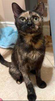 Minnie -  Tortoiseshell Cat for Adoption in Canonsburg, Pennsylvania - Minnie | PetCurious