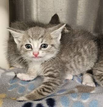 Rescue Domestic Short Hair Cats for Adoption in Portland, Indiana - Cayenne | PetCurious