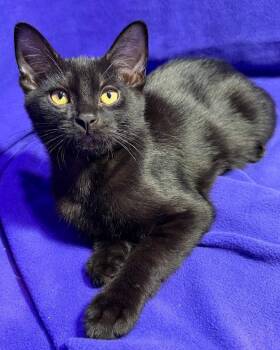 Luigi -  Domestic Short Hair Cat for Adoption in Cincinnati, Ohio - Luigi | PetCurious