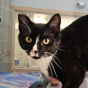 Vixi -  Domestic Short Hair Cat for Adoption in Cedar Rapids, Iowa - Vixi | PetCurious