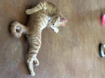 Rescue Domestic Short Hair Cats for Adoption in Gun Barrel City, Texas - Freddy | PetCurious