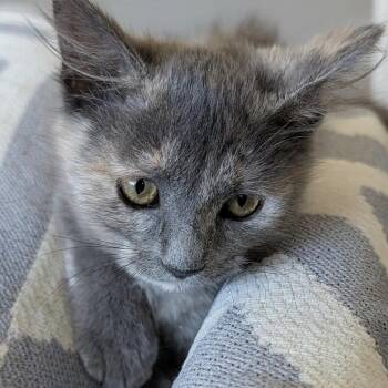 Spam Musubi -  Domestic Medium Hair Cat for Adoption in Sunnyvale, California - Spam Musubi | PetCurious