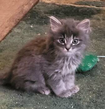 Sabrina -  Domestic Long Hair Cat for Adoption in Diamond Springs, California - Sabrina | PetCurious