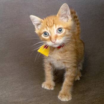 JAY -  Domestic Short Hair Cat for Adoption in St. Louis, Missouri - JAY | PetCurious