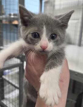 Domestic Short Hair Cats Available for Adoption in Gold Beach, Oregon - Caspian | PetCurious