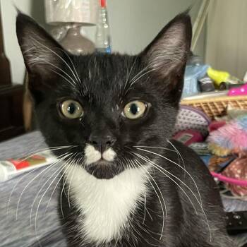 Walnut -  Domestic Short Hair Cat for Adoption in Woodbridge, Virginia - Walnut | PetCurious
