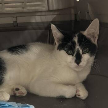 Cara cara -  Domestic Short Hair Cat for Adoption in Salt Lake City, Utah - Cara Cara | PetCurious