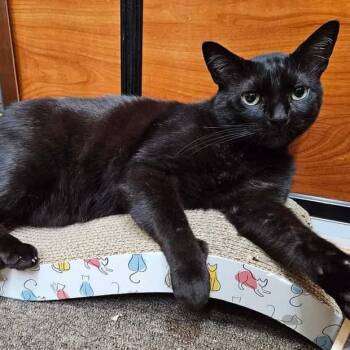 Mr Blackstar -  Domestic Short Hair Cat for Adoption in Fishkill, New York - Mr Blackstar | PetCurious