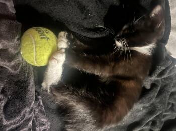 Rescue Domestic Short Hair Cats for Adoption in Springfield, Oregon - Shelby | PetCurious