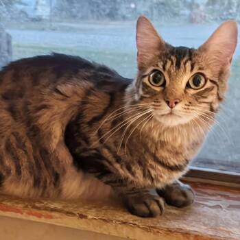 Paulie -  Domestic Long Hair Cat for Adoption in Mount Vernon, Arkansas - Paulie | PetCurious