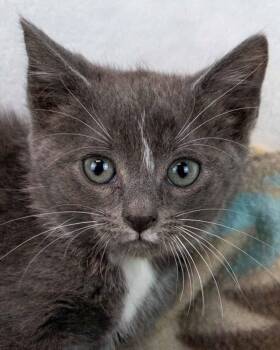 Ahsoka -  Domestic Short Hair Cat for Adoption in Kennesaw, Georgia - Ahsoka | PetCurious