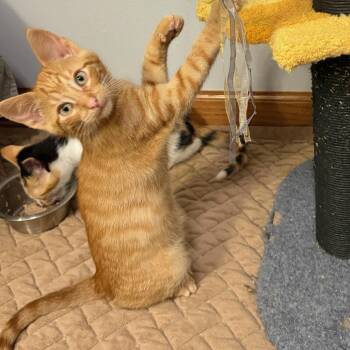 Jasper (In Foster) -  Domestic Short Hair Cat for Adoption in Watertown, Wisconsin - Jasper (In Foster) | PetCurious