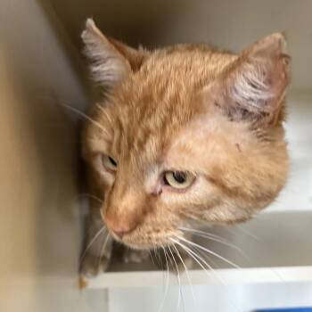 Wally -  Domestic Short Hair Cat for Adoption in Idaho Falls, Idaho - Wally | PetCurious