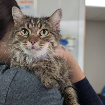 Rescue Domestic Medium Hair Cats for Adoption in Canton, Illinois - Primrose | PetCurious
