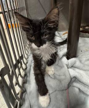 Saint Nectaire -  Domestic Medium Hair Cat for Adoption in Fort Lupton, Colorado - Saint Nectaire | PetCurious
