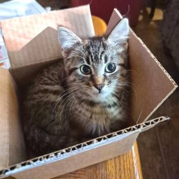 Brownie -  Domestic Medium Hair Cat for Adoption in Albert Lea, Minnesota - Brownie | PetCurious