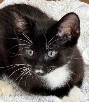 MUSHY -  Domestic Short Hair Cat for Adoption in Santa Fe, New Mexico - MUSHY | PetCurious