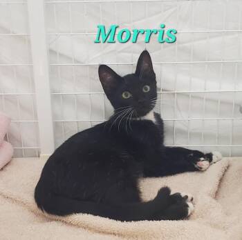 Morris -  Domestic Short Hair Cat for Adoption in Diamond Springs, California - Morris | PetCurious