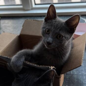 Simone -  Domestic Short Hair Cat for Adoption in Los Angeles, California - Simone | PetCurious
