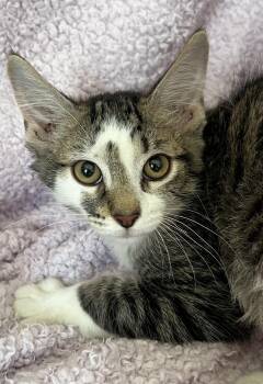 Marathon -  Tabby and Domestic Long Hair Cat for Adoption in St. Augustine, Florida - Marathon | PetCurious